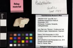 Foto (Objket + Etiketten) von Galatheites britmelanarum (Robins & Klompmaker, 2019) 